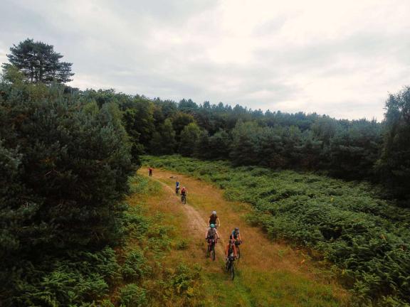 Cyclists riding though a forest